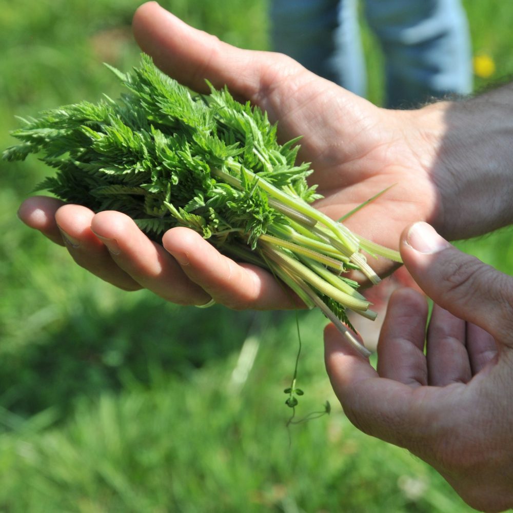 20180421_KraeuterSeminar_30