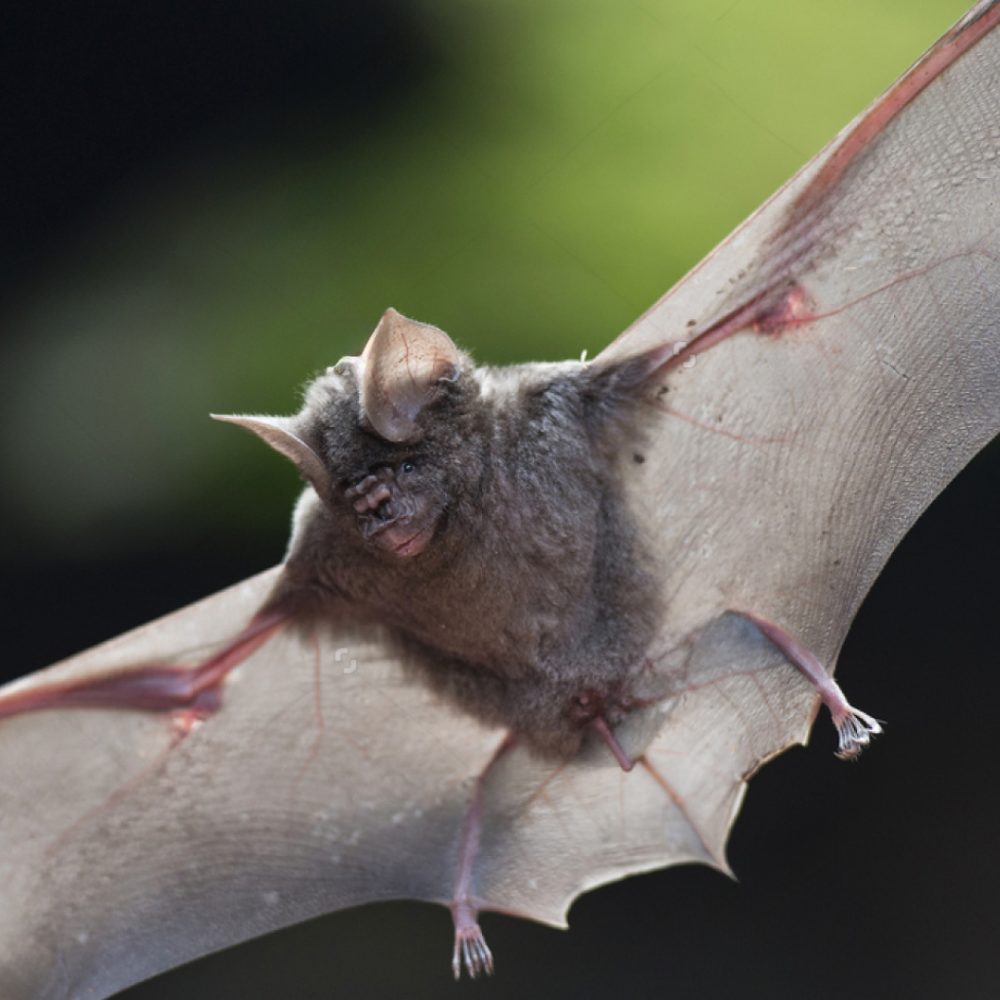 Shutterstock_595421768